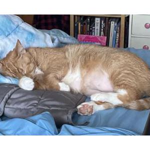 Lost Cat Oliver