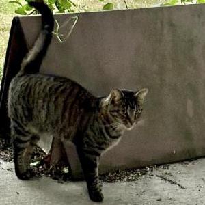 Found Cat Unknown