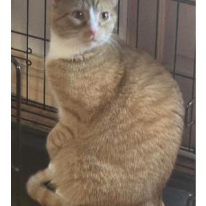 Lost Cat Freyr