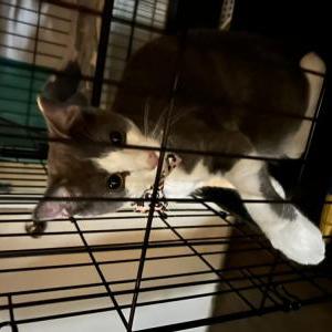 Found Cat Unknown