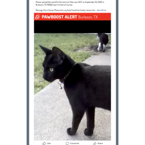 Lost Cat Felix FeeFee