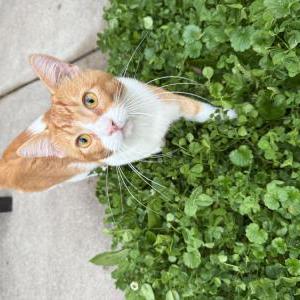Found Cat Unknown