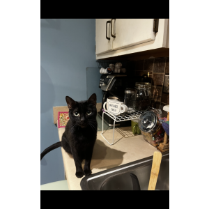 Lost Cat Gamorrah