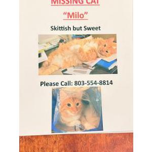 Image of milo, Lost Cat