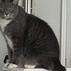 Lost Cat Jericho