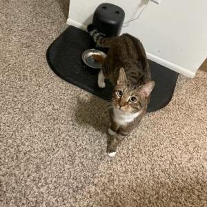 Lost Cat Bruce