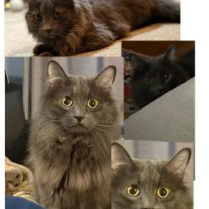 Image of Hannibal, Lost Cat