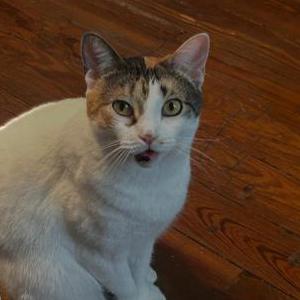 Lost Cat Miss Stevie