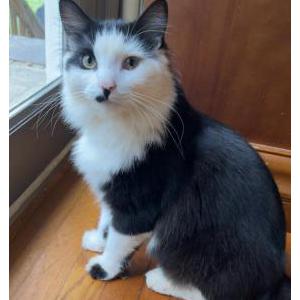 Image of Poof, Lost Cat