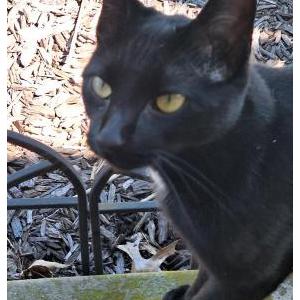 Image of Unknown, Found Cat