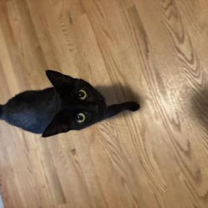 Found Cat Unknown