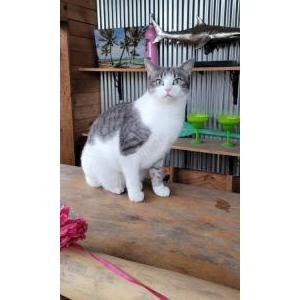 Lost Cat Phaedra