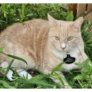 Lost Cat Lucky