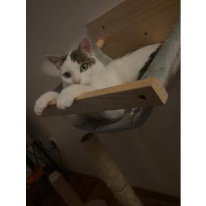 Lost Cat loki