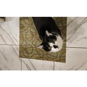 Lost Cat Tito