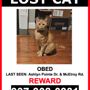 Lost Cat OBED