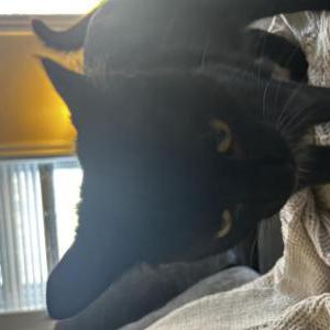 Image of Scheneley, Lost Cat