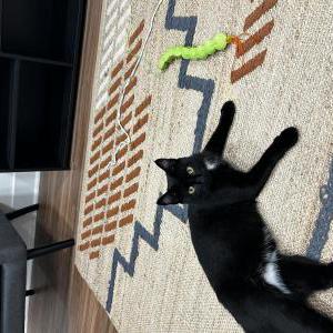 Image of Schenley, Lost Cat