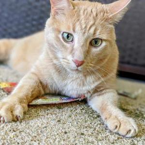 Image of Waffles, Lost Cat