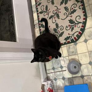 Lost Cat Diego
