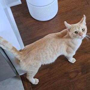 Found Cat Unknown