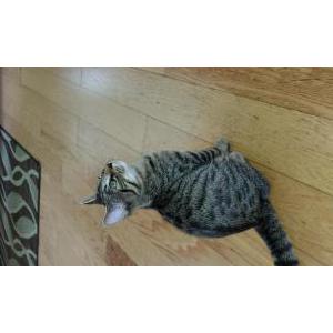 Lost Cat Unknown