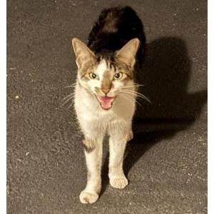 Found Cat Unknown