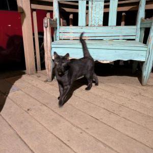 Found Cat Unknown