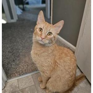 Lost Cat Brad