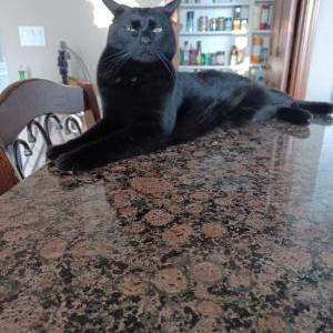 Lost Cat Bio