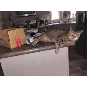 Lost Cat Angel