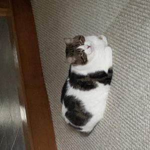 Image of HashBrown, Lost Cat