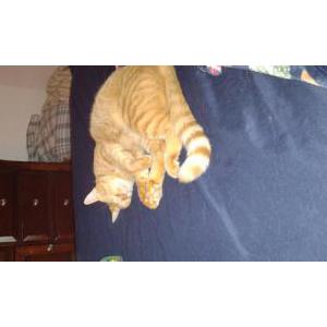 Lost Cat Randall