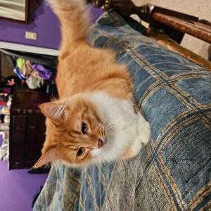Lost Cat Bumble