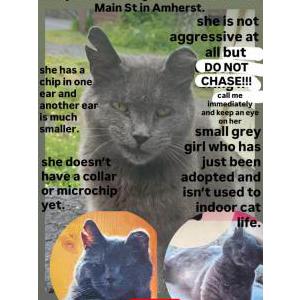 Lost Cat Mama Kitty/ Dusty