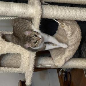 Lost Cat Scout