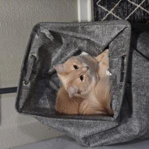 Lost Cat Leo