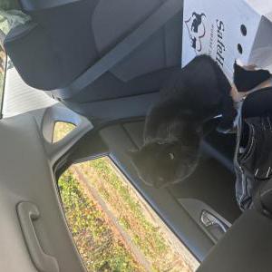 Lost Cat Shadow