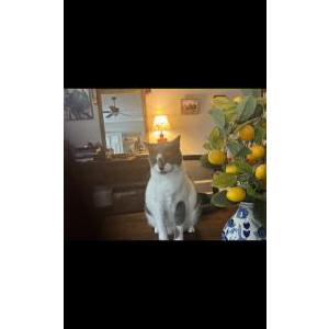 Lost Cat Percy