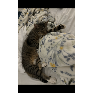 Lost Cat Benni