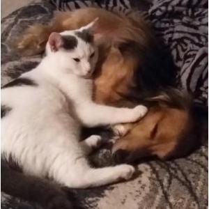 Lost Cat Itty Bitty