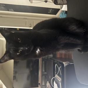 Lost Cat Robin
