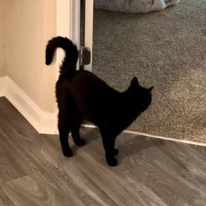 2nd Image of Robin, Lost Cat