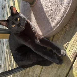 Image of Valentino, Lost Cat