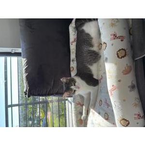 Lost Cat Robert