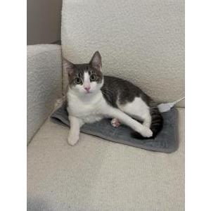 2nd Image of Robert, Lost Cat