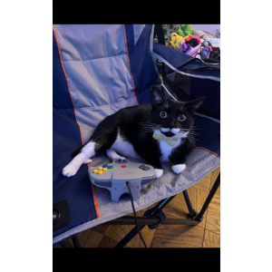 Lost Cat Stasha