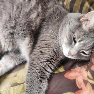 Lost Cat Eli