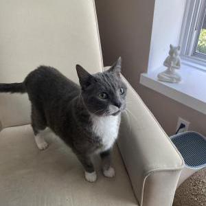 Lost Cat Boris