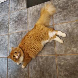 Lost Cat Finn